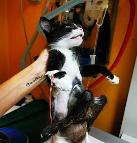 Nato il primo gatto a sei zampe